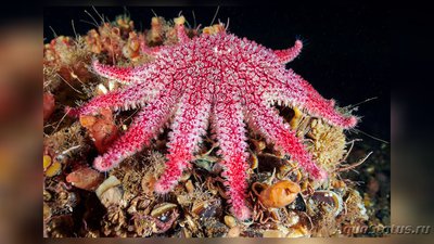 Фото Звезда морская солнечная Crossaster pa­pposus Сommon Sunstar  (photo#131535)