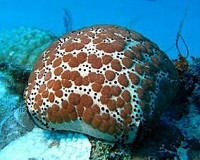 Фото Звезда Подушка с шипами Culcita schmideliana​ Spiny Cushion Starfish Cu­shion Star  (photo#131556)