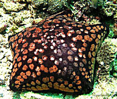 Фото Звезда Подушка с шипами Culcita schmideliana​ Spiny Cushion Starfish Cu­shion Star  (photo#131557)