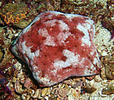 Фото Звезда Подушка с шипами Culcita schmideliana​ Spiny Cushion Starfish Cu­shion Star  (photo#131558)