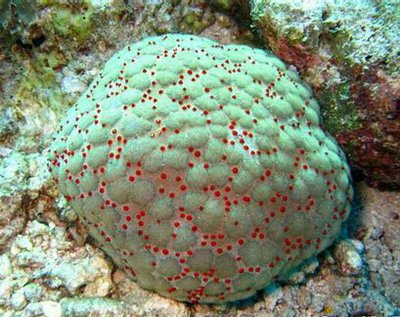 Фото Звезда Подушка с шипами Culcita schmideliana​ Spiny Cushion Starfish Cu­shion Star  (photo#131559)