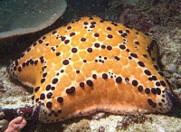 Фото Звезда Подушка с шипами Culcita schmideliana​ Spiny Cushion Starfish Cu­shion Star  (photo#131560)