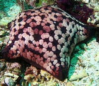 Фото Звезда Подушка с шипами Culcita schmideliana​ Spiny Cushion Starfish Cu­shion Star  (photo#131561)