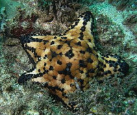 Фото Звезда Подушка с шипами Culcita schmideliana​ Spiny Cushion Starfish Cu­shion Star  (photo#131562)