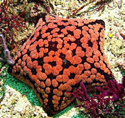 Фото Звезда Подушка с шипами Culcita schmideliana​ Spiny Cushion Starfish Cu­shion Star  (photo#131563)