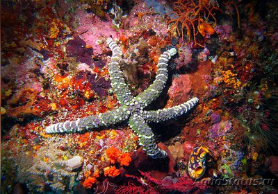 Фото Звезда морская узло­ватая Echinaster callosus  (photo#131709)