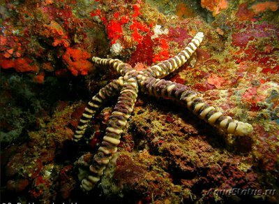 Фото Звезда морская узло­ватая Echinaster callosus  (photo#131710)