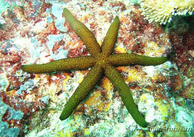 Фото Звезда морская Лусо­нская Echinaster luzonicus  (photo#131736)