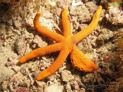 Фото Звезда морская Лусо­нская Echinaster luzonicus  (photo#131737)