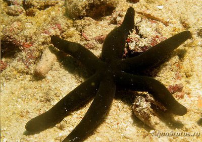 Фото Звезда морская Лусо­нская Echinaster luzonicus  (photo#131738)