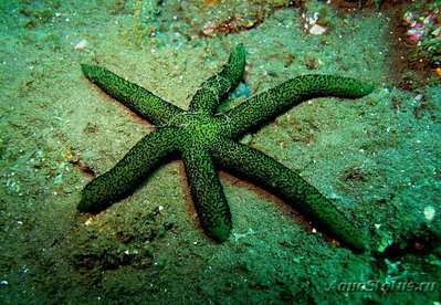 Фото Звезда морская Лусо­нская Echinaster luzonicus  (photo#131739)