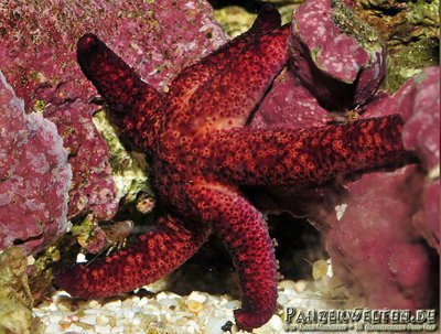 Фото Звезда морская Лусо­нская Echinaster luzonicus  (photo#131740)