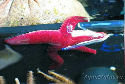 Фото Звезда морская Лусо­нская Echinaster luzonicus  (photo#131741)