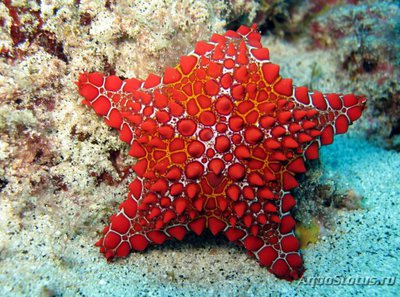 Фото Звезда морская обык­новенная Goniaster tessellatus  (photo#132025)