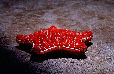 Фото Звезда морская обык­новенная Goniaster tessellatus  (photo#132026)