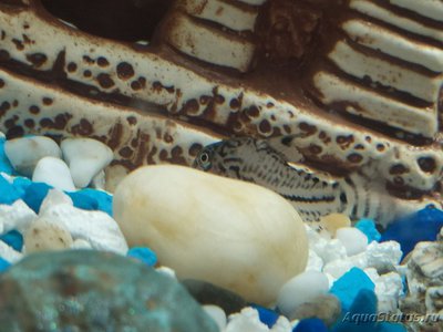 Коридорас Джули (Corydoras trilineatus Julii)