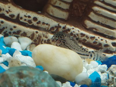 Коридорас Джули (Corydoras trilineatus Julii)