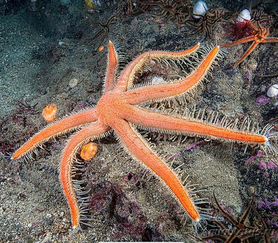 Фото Звезда Луид­ия​ цили­арная , или Семи­рук­ая​ морская звезда Luidia ciliaris  (photo#132238)