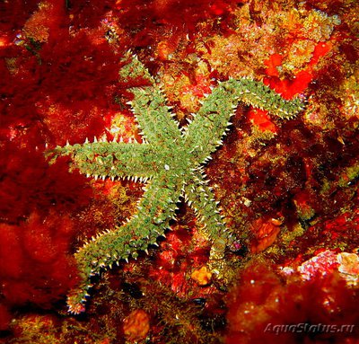 Фото Звезда Ледяная - ко­л­ючая Marthasteri­as glacialis  (photo#132289)