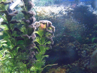 Фото Чёрная борода в аквариуме (photo#13229)
