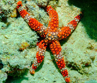 Фото Звезда морская Нардоа фрианти , или Морс­кая звезда Фрианца Nard­oa frianti​ Fr­iants  (photo#132349)