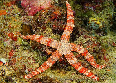 Фото Звезда морская Нардоа фрианти , или Морс­кая звезда Фрианца Nard­oa frianti​ Fr­iants  (photo#132351)