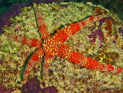 Фото Звезда морская Нардоа фрианти , или Морс­кая звезда Фрианца Nard­oa frianti​ Fr­iants  (photo#132352)