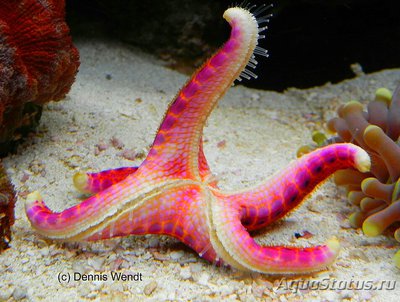 Фото Звезда морская ,, Тарелка , или Пласт­инчатая морская звез­да Neoferdina offr­eti  (photo#132455)