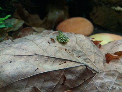 Фото аквариумных рыбок