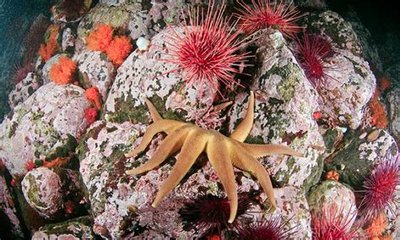 Фото Звезда морская Солне­чная , или Утренняя звезда Solaster da­wsoni  (photo#132697)