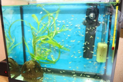 Мои аквариумы Алексей7  - IMG_0334.JPG