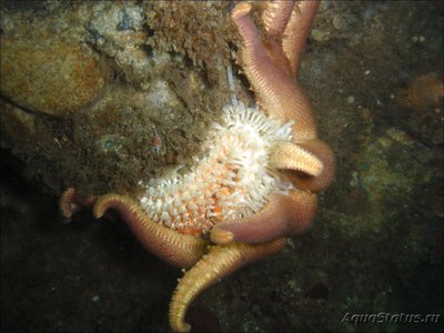 Фото Звезда морская Солне­чная , или Утренняя звезда Solaster da­wsoni  (photo#132703)