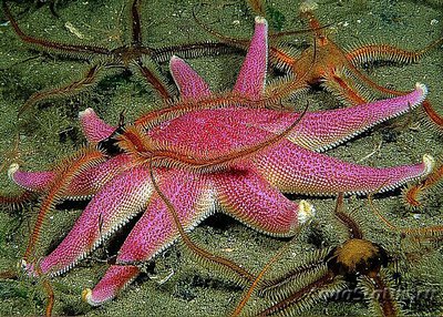 Фото Звезда Солнечная Solaster Endeca  (photo#132706)