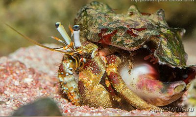 Фото Рак - отшельник Ску­телла Dardanus scu­tellatus  (photo#132771)