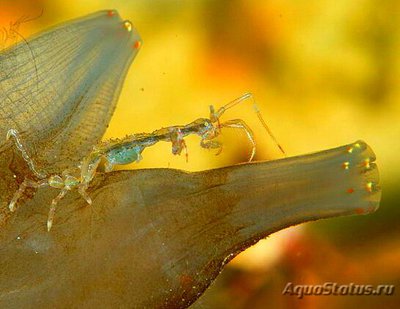 Фото Рак Европейский приз­рачный , или Рак Овна Caprella linearis  (photo#132886)