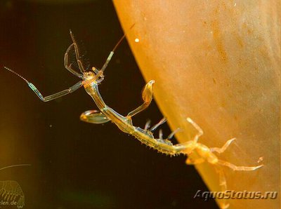 Фото Рак Европейский приз­рачный , или Рак Овна Caprella linearis  (photo#132887)