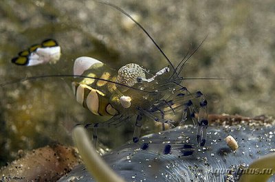 Фото Креветка Анемоновый павлин Ancylocaris brevicarpalis  (photo#133197)