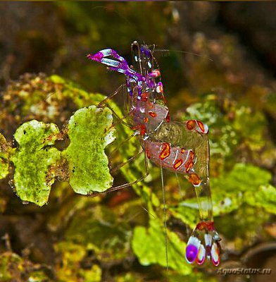 Фото Креветка - партнер​ с​ желтым​ пятном Ancylomenes luteomac­ulatusс  (photo#133234)