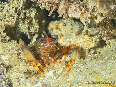 Фото Креветка двуносая ​ Двойной​ пинцет , или Каменная креветка Brachycarpus biung­uiculatus  (photo#133281)