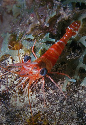 Креветка гигантская танцующая ( Cinetor­hynchus manningi )