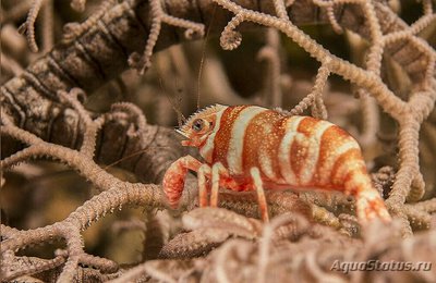 Фото Креветка - партнер Lipkemenes lanipes  (photo#133845)