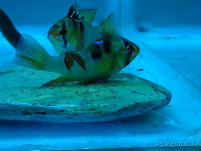 Подводный Романтик. Мой аквариум Fluval Roma 120 литров (Zlatka)