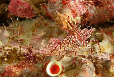 Фото Креветка танцующая - рифовая Rhynchoci­netes serratus  (photo#134407)