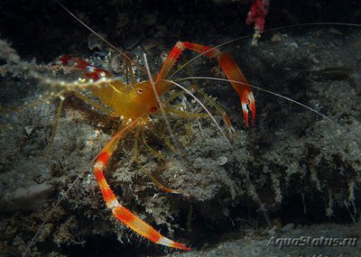 Фото Креветка - чистильщик коралловая , или Карибская золотая кре­ветка Stenopus scu­tellatus Caribbean​ Scissor Shrimp  (photo#134488)