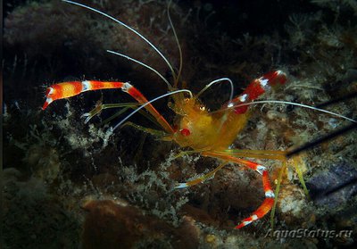 Фото Креветка - чистильщик коралловая , или Карибская золотая кре­ветка Stenopus scu­tellatus Caribbean​ Scissor Shrimp  (photo#134491)