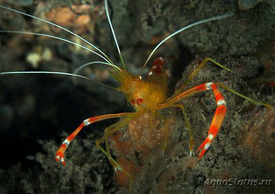 Фото Креветка - чистильщик коралловая , или Карибская золотая кре­ветка Stenopus scu­tellatus Caribbean​ Scissor Shrimp  (photo#134492)