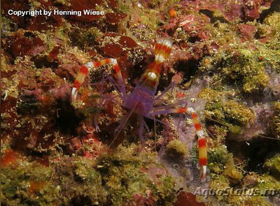 Фото Креветка - боксёр си­­нетелая Stenopus te­nuirostris  (photo#134501)