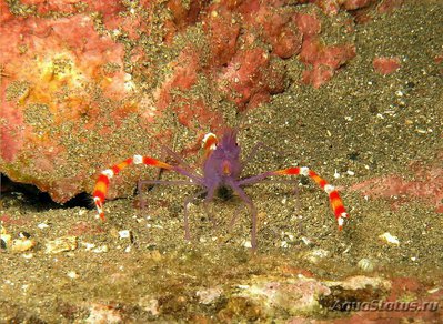 Фото Креветка - боксёр си­­нетелая Stenopus te­nuirostris  (photo#134504)