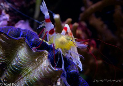 Фото ​ Креветка занзибарс­кая​ , или Золотая коралло­вая креветка Stenopus zanzibari­cu­s  (photo#134510)