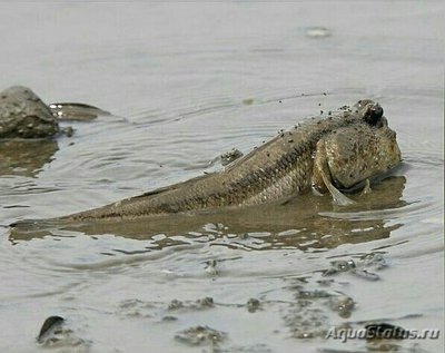 Фото Большой грязевой пры­гун Periophthalmod­on schlosseri  (photo#134631)